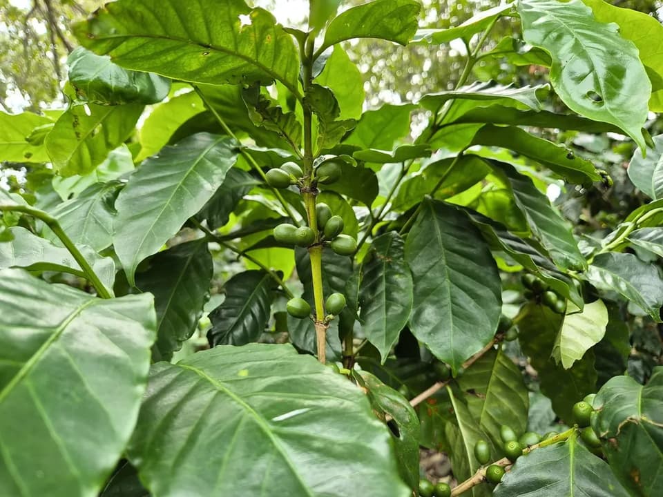 Coffee plants growing on the plantation at the Atenas site