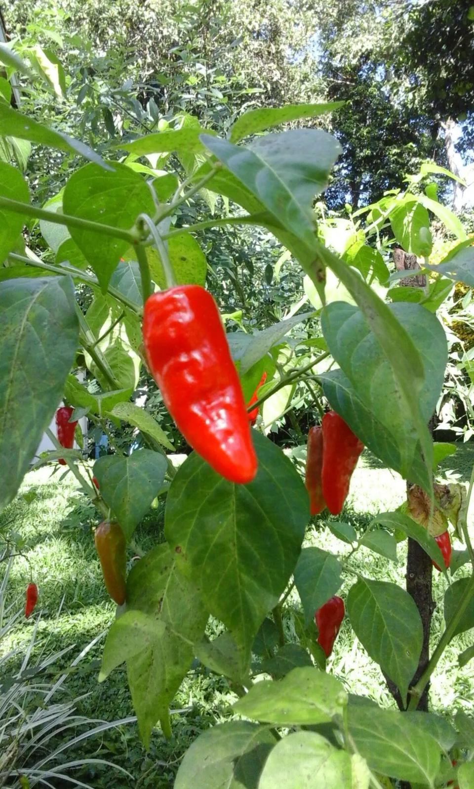 Chilli peppers ripening in the community garden