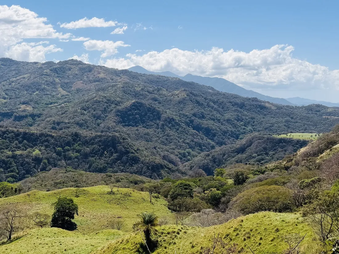 Open pasture and tree line on the Atenas property