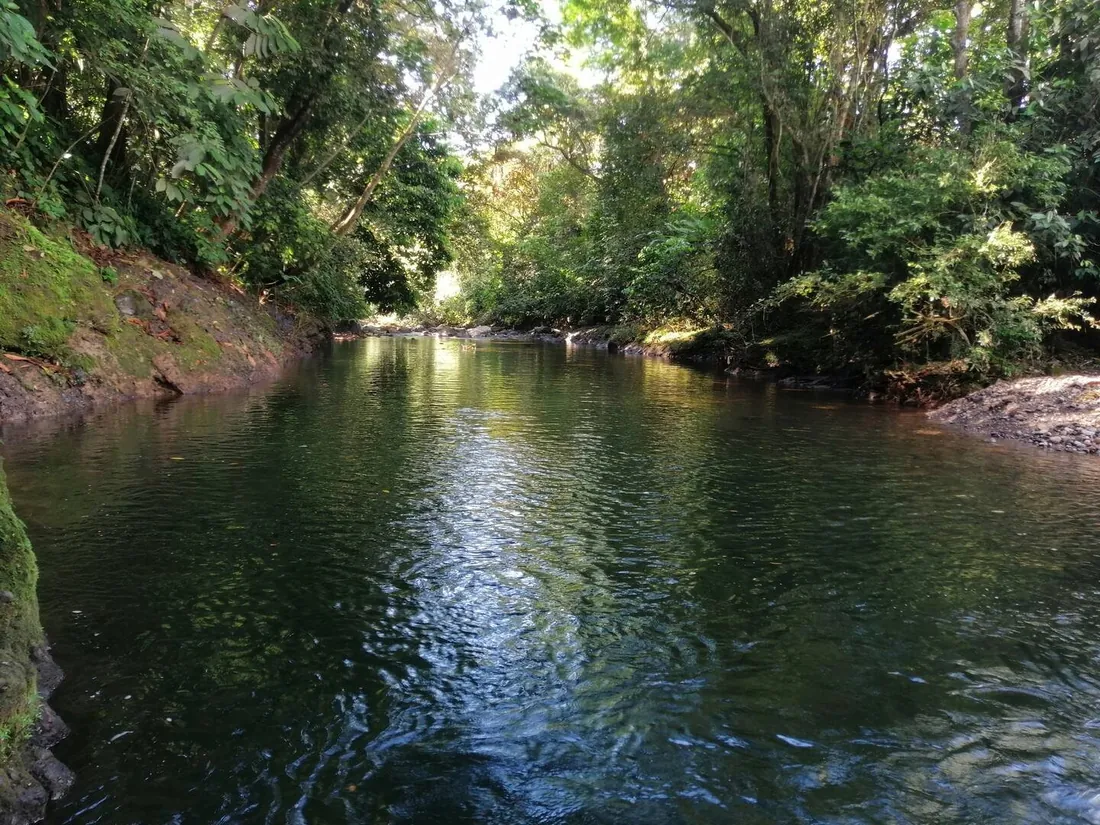 A creek running through dense forest on the Chiriquí property