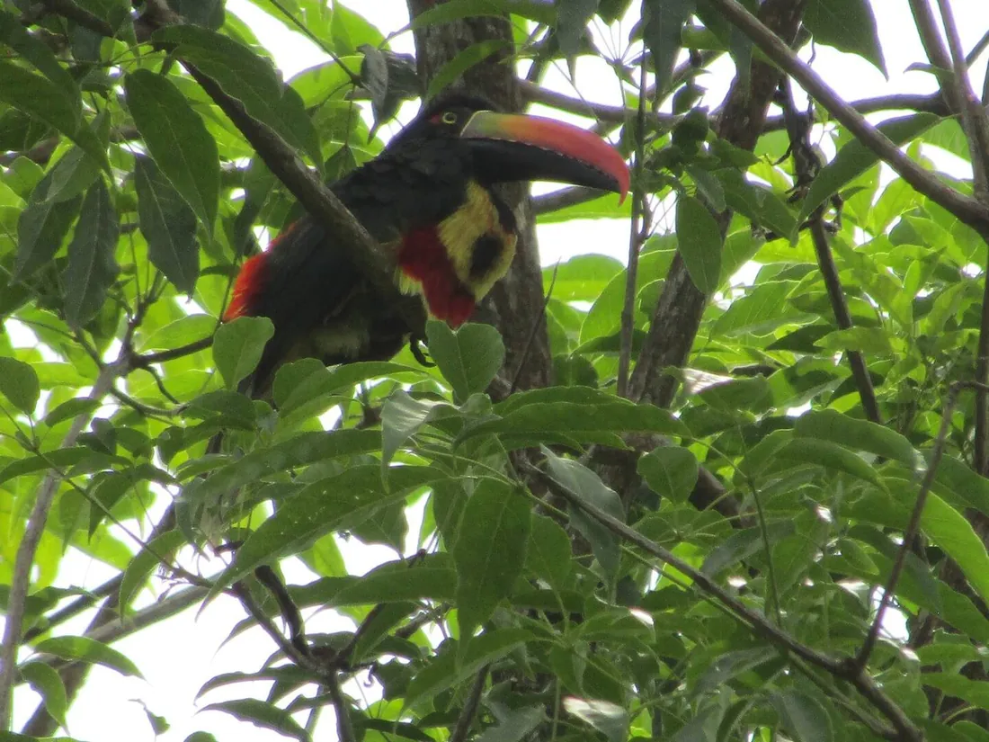A toucan perched in the trees at the Chiriquí site